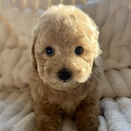 Dustin - Apricot male Poodle puppy in Oceanside, New York from Anastasia STANDARD Poodles three four seven seven five four two three four five