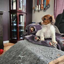 Dachshund Puppies from Rebekah's Dachshunds