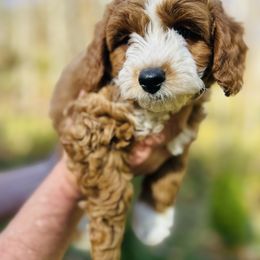 Avery - Red male Cavapoo puppy in Natural Bridge, Virginia from Rockbridge Puppies