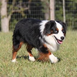 Jagger - Toy Australian Shepherd