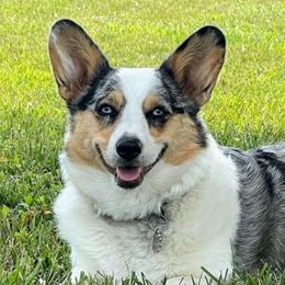 American Corgis, Companion Crosses, and Deutsch-Drahthaars from Brave Country Kennels