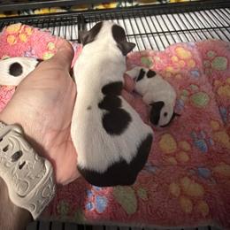 Oliver - Chocolate and white male Chihuahua puppy in Madison, Virginia from KimberGlen Chihuahuas