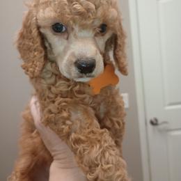 Yellow girl - Apricot female Poodle puppy in Nolensville, Tennessee from White Willow Poodles