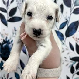 Peach - White and black female Dalmatian puppy in Gray, Georgia from Fuller Spots