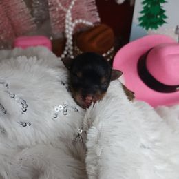 Zacharias - Black and gold male Yorkshire Terrier puppy in Humble, Texas from Marnax Yorkshire Babies
