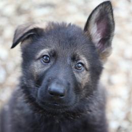 German Shepherd Puppies from Vom Haus Highlands