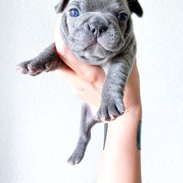 French Bulldog Puppies from Pawzitive Frenchies