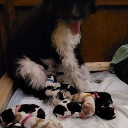 Australian Labradoodle and Labradoodle Puppies from Tyson's Farm Labradoodles