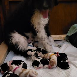 Australian Labradoodle and Labradoodle Puppies from Tyson's Farm Labradoodles