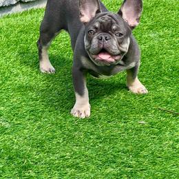 French Bulldog puppies from Shoreline Bulldogs