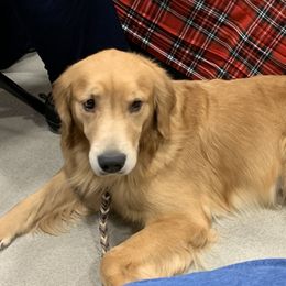 American Staffordshire Terrier and Golden Retriever All Grown Up from Riverbend Goldens