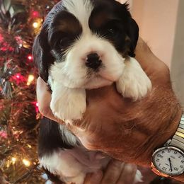 Cavalier King Charles Spaniels from Country Creek Cavaliers