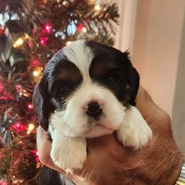 Cavalier King Charles Spaniels from Country Creek Cavaliers