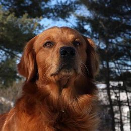 Gus  - Golden Retriever