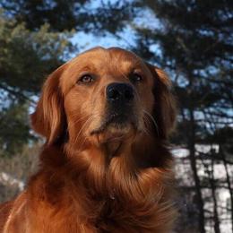 Gus  - Golden Retriever