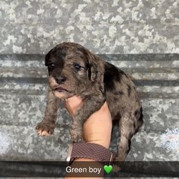 Dancer - Gray male Poodle puppy in Mtn Rest, South Carolina from Stocktons Doxies & Poodles