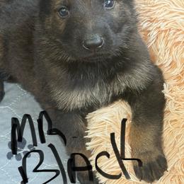 Mr Black - Sable male German Shepherd puppy in Berlin, Wisconsin from Gypsy Miracle Kennels