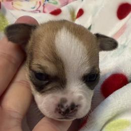 Champ - Chocolate and white male Chihuahua puppy in Amity, Pennsylvania from Rhoda and Verna