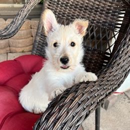 Scottish Terrier Puppies from Azscotties.com