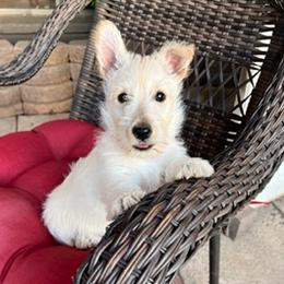 Scottish Terrier Puppies from Azscotties.com