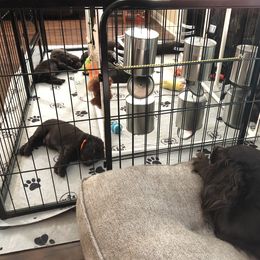 Boykin Spaniel Puppies from Indian Field Boykins