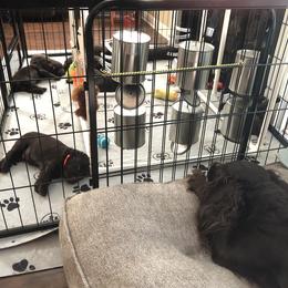 Boykin Spaniel Puppies from Indian Field Boykins
