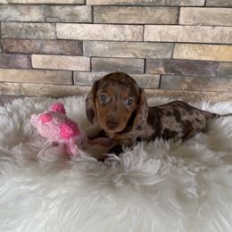 Dachshund Puppies from Benji’s Babies