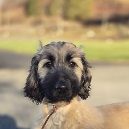 Taro - Silver male Afghan Hound puppy in Pittsfield, Massachusetts from Lenore's Afghan Hounds