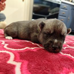 AKC Merlin - Agouti and white male Siberian Husky puppy in Cedarville, Ohio from Evereve Kennels