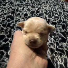 Stark - Fawn male Chihuahua puppy in Seneca, Missouri from Stephanie’s Puppy Colony