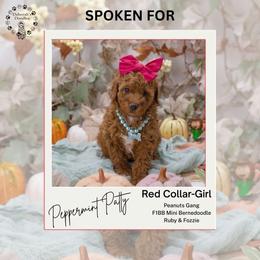 Red Collar - Peppermint Patty - Red female Bernedoodle puppy in Lexington, North Carolina from Deborah’s Doodles