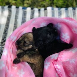 Miniature Schnauzer Puppies from Shannon Truelove