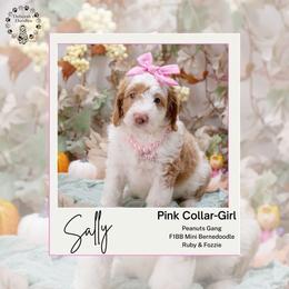 Pink Collar- Sally - Brown and white female Bernedoodle puppy in Lexington, North Carolina from Deborah’s Doodles