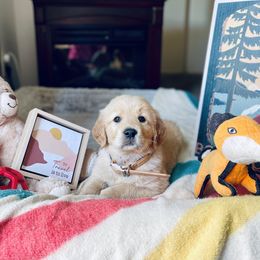 Golden Retriever Puppies from TaylerMade Goldens
