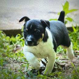 Todd - White and black male Teddy Roosevelt Terrier puppy in Cumming, Georgia from Barnett’s Rambling Terriers