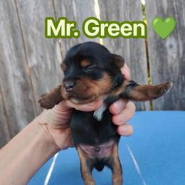 Mr. Green - Chocolate and tan male Yorkshire Terrier puppy in Woodway, Texas from The Yorkie Empire
