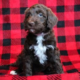Barbina - Chocolate female Labradoodle puppy in Lanexa, Virginia from Lees Reach Farm