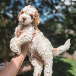 Ozzie - Parti male Goldendoodle puppy in Austin, Texas from Cedarcrest Goldendoodles