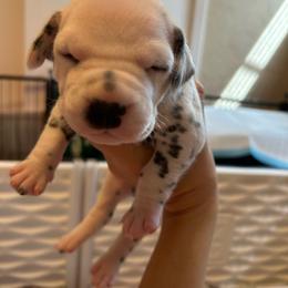 Bombadill - White and black male Dalmatian puppy in Conroe, Texas from Saint Rocco's Dalmatians