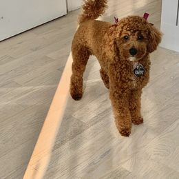 Poodle Puppies from The Poodlemen