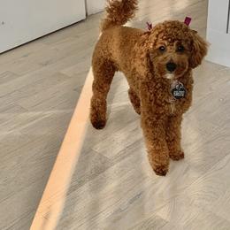 Poodle Puppies from The Poodlemen