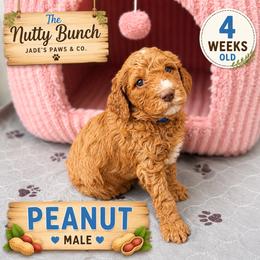 Peanut - Red  male Goldendoodle puppy in Miami, Florida from Jade’s Paws & Co. Of Miami LLC