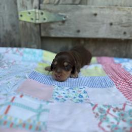 Trigger - Chocolate and cream male Dachshund puppy in Squires, Missouri from Hudson’s Hounds