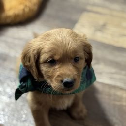 Ceylon - Dark golden male Golden Retriever puppy in Payette, Idaho from Stonewick Retrievers