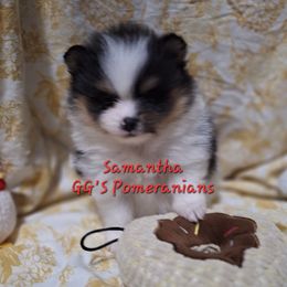 Samantha - Black parti female Pomeranian puppy in Oologah, Oklahoma from GG's Pomeranians