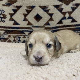 Miss Pink Collar - Cream female Dachshund puppy in Bullard, Texas from Mimidachs of Texas