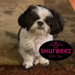 Shih Tzu Puppies from Shurbeez Shih Tzu