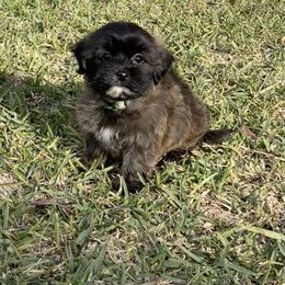 Kami girl 1 - Brown female Shihpoo puppy in Bay City, Texas from Billy's Puppies