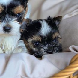 Max - Black tan and white male Biewer Terrier puppy in California from Corazon de gigante