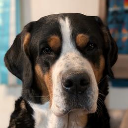 Bly - Greater Swiss Mountain Dog